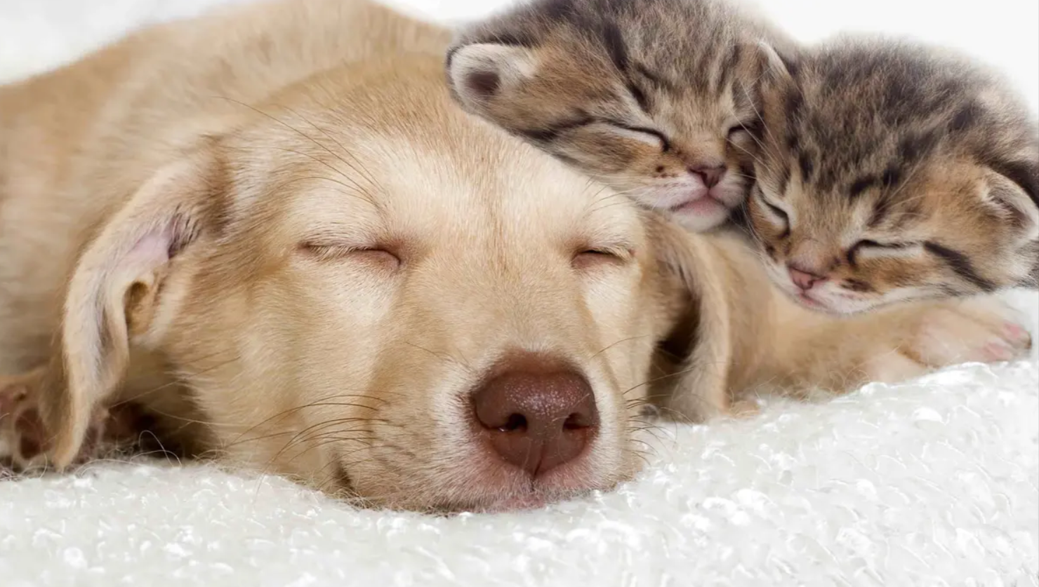 Do Cats and Dogs Really Dream?