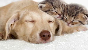 Do Cats and Dogs Really Dream?