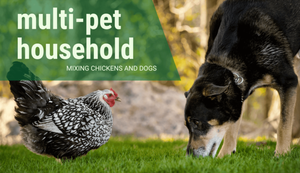 Creating a Multi-Pet Household with Exotic and Domestic Animals