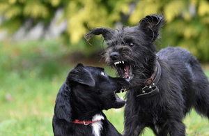 The Psychology of Pet Jealousy: Can Pets Feel Envy?