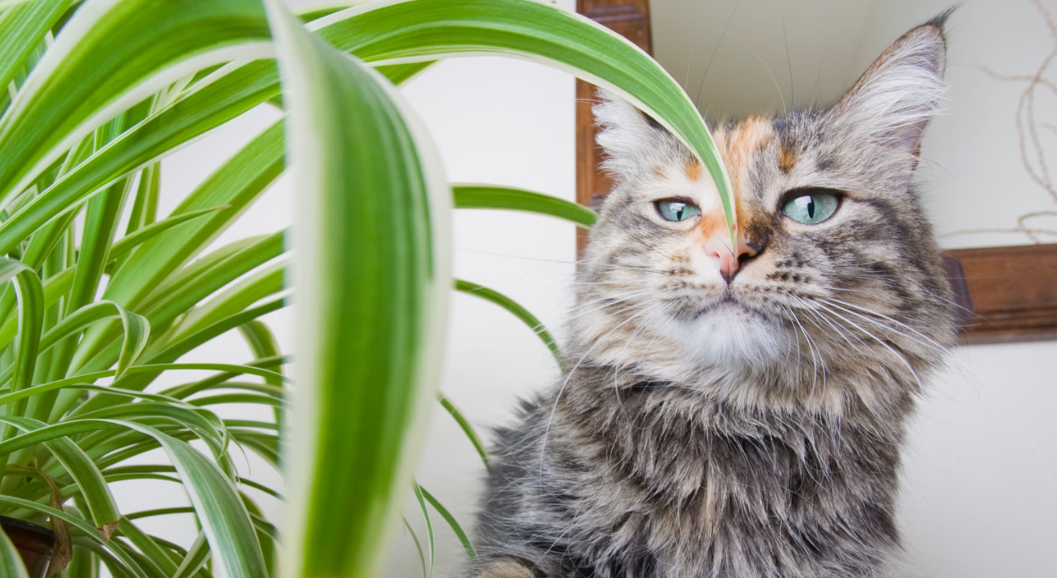 The Hidden Dangers of Indoor Plants for Birds and Small Mammals