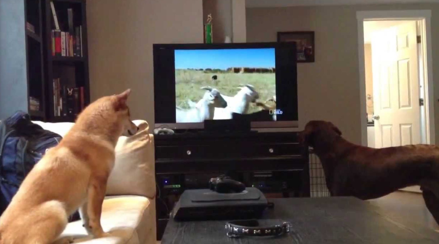 Why Do Some Pets Get Addicted to TV?